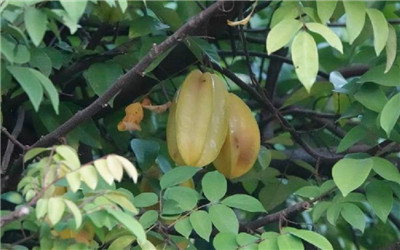 杨桃资料介绍，3分钟快速了解杨桃-图片1