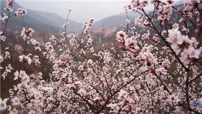 大岭沟猕猴桃谷风景区介绍,大岭沟猕猴桃谷风景区好玩吗-图片1
