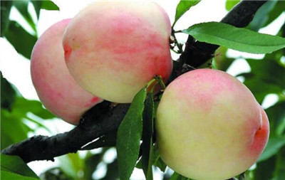 水蜜桃的营养价值有哪些，水蜜桃的功效和作用-图片2