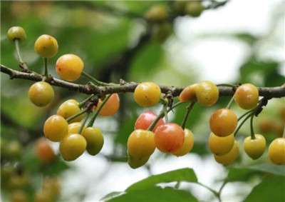 樱桃的功效与作用,樱桃的功效与作用有哪些-图片2