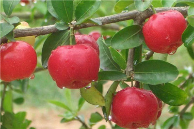 针叶樱桃资料介绍,针叶樱桃图片,针叶樱桃的功效与作用-图片1