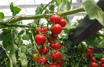 樱桃番茄资料介绍,樱桃番茄图片,樱桃番茄的功效与作用-图片1