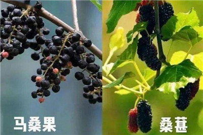 马桑和桑葚的区别,马桑和桑葚的区别有哪些