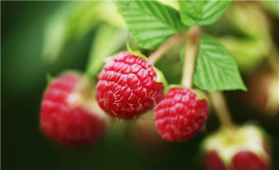 树莓资料介绍，树莓图片，树莓的功效和作用-图片1