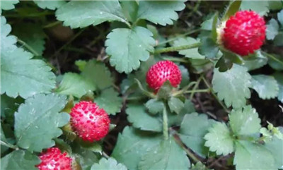 蛇莓资料介绍，蛇莓图片，3分钟快速了解蛇莓-图片1