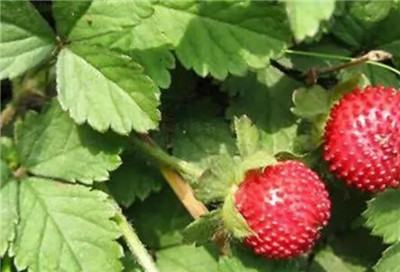 蛇莓根的作用和功效,蛇莓根的副作用和禁忌-图片1