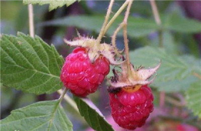 覆盆子种植方法和时间，覆盆子什么时候种植适合-图片2