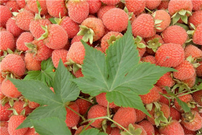 德兴覆盆子资料介绍，德兴覆盆子种植基地在哪里-图片1