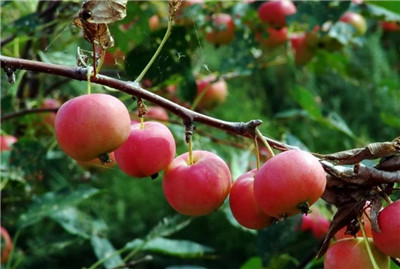 沙果的营养价值,沙果的功效和作用及禁忌-图片1