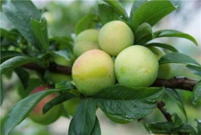 李子资料介绍，李子图片，3分钟快速了解李子-图片1