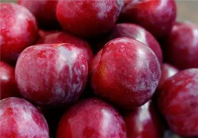 孕妇可以吃李子吗，孕妇吃李子的好处和注意事项-图片1