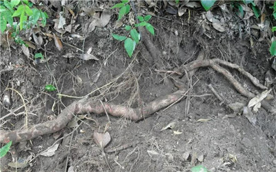 猕猴桃根的功效和作用，猕猴桃根泡水喝的功效和作用-图片1