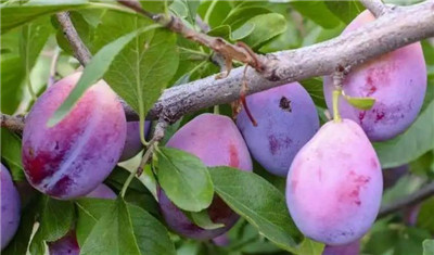 西梅的营养价值与功效与作用-图片2