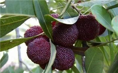 杨梅怎么保存，杨梅的正确保存方法有哪些-图片2