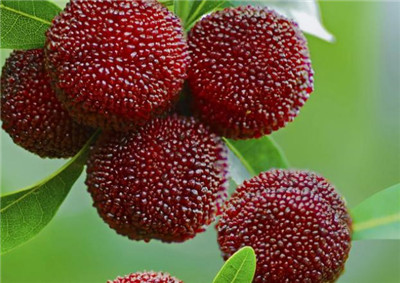 仙居杨梅节资料介绍,仙居杨梅节是几月几日-图片2