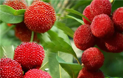 慈溪杨梅资料介绍，慈溪杨梅图片，慈溪杨梅几月份成熟上市-图片1