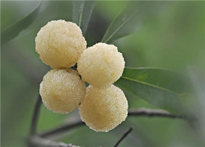 白杨梅资料介绍，白杨梅图片，白杨梅的功效和作用-图片1