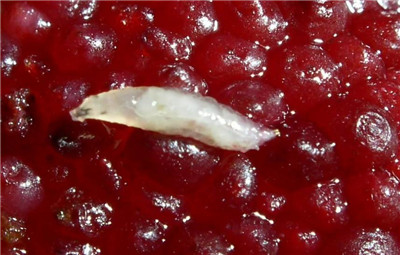 杨梅虫介绍，杨梅虫能吃吗，杨梅虫怎么去掉