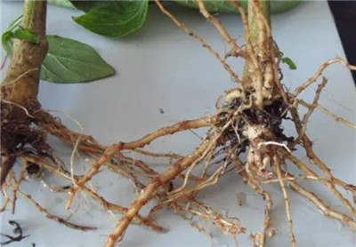 杨梅根的功效和作用,杨梅根的副作用和禁忌