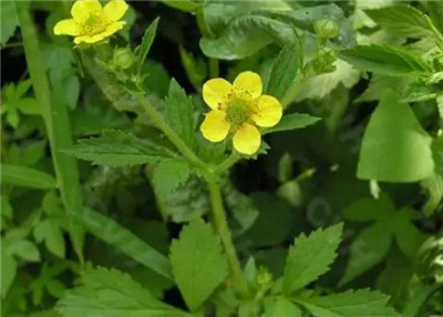 草本水杨梅资料介绍,草本水杨梅的功效和作用-图片1