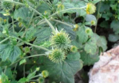 柔毛水杨梅资料介绍,柔毛水杨梅的功效和作用-图片1