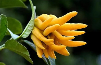 佛手资料介绍,佛手图片,3分钟快速了解佛手的营养价值-图片1