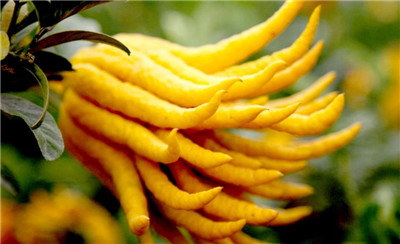 佛手柑资料介绍，佛手柑图片，3分钟快速了解佛手柑-图片1