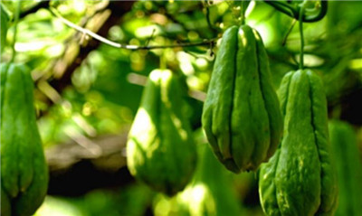 佛手瓜种植的时间和方法,佛手瓜怎么种植-图片2
