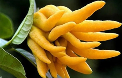 金华佛手介绍,金华佛手图片,金华佛手的功效和作用及吃法-图片2