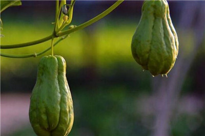 佛手柑价格多少钱一斤，如何挑选佛手柑-图片1