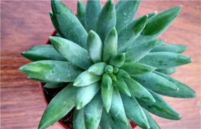 千佛手资料介绍,千佛手图片,千佛手的养殖方法-图片2