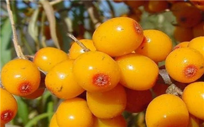 沙棘的功效与作用,沙棘的禁忌和副作用-图片2