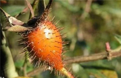 刺梨资料介绍，刺梨图片，3分钟快速了解刺梨-图片2