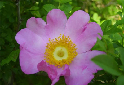 刺梨花的功效和作用,刺梨花什么时候开,刺梨花的花语和寓意-图片2