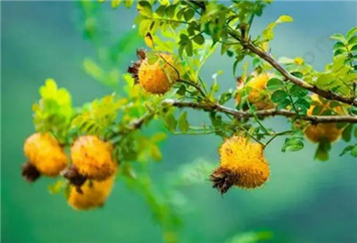 刺梨子的功效和作用,刺梨子泡酒的正确方法-图片1