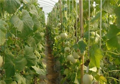 哈密瓜种植时间和方法，哈密瓜怎么种植-图片2