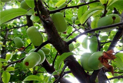 木瓜海棠资料介绍,木瓜海棠图片,3分钟快速了解木瓜海棠-图片2