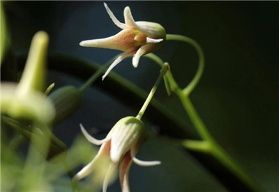 野木瓜资料介绍,野木瓜图片,野木瓜的功效和作用-图片2