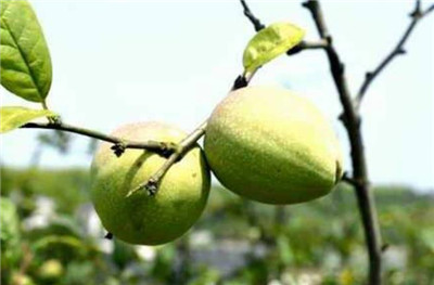 宣木瓜资料介绍，宣木瓜图片，宣木瓜的功效和作用-图片2