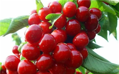 樱桃的功效与作用,樱桃的功效与作用有哪些-图片1