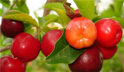 针叶樱桃资料介绍,针叶樱桃图片,针叶樱桃的功效与作用-图片2