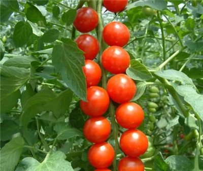 樱桃番茄资料介绍,樱桃番茄图片,樱桃番茄的功效与作用-图片2