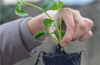 草莓怎么种，草莓什么时候种植最好-图片1