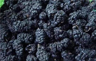 桑葚干资料介绍，桑葚干的食用方法-图片1