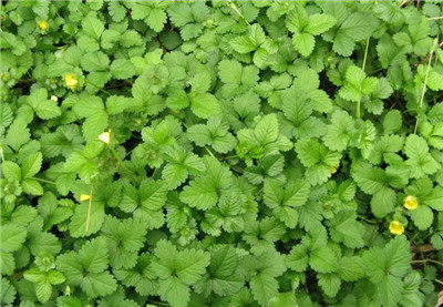 蛇莓资料介绍，蛇莓图片，3分钟快速了解蛇莓-图片2