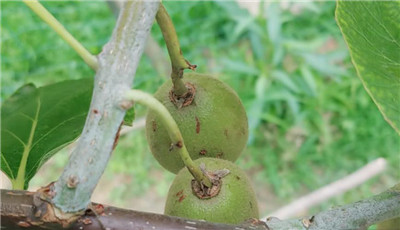 猕猴桃产地在哪里,盘点知名的猕猴桃产地-图片2