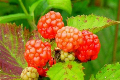 覆盆子种植方法和时间，覆盆子什么时候种植适合-图片1