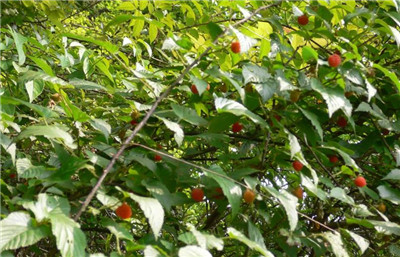 德兴覆盆子资料介绍，德兴覆盆子种植基地在哪里-图片2