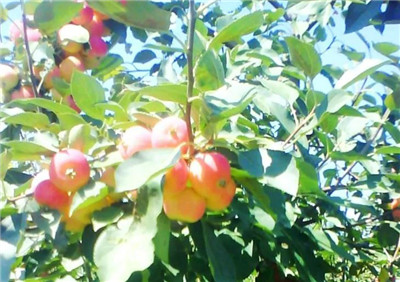 沙果的营养价值,沙果的功效和作用及禁忌-图片2