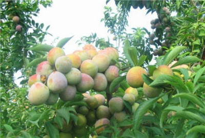 李子的功效与作用，李子的功效与作用有哪些-图片2